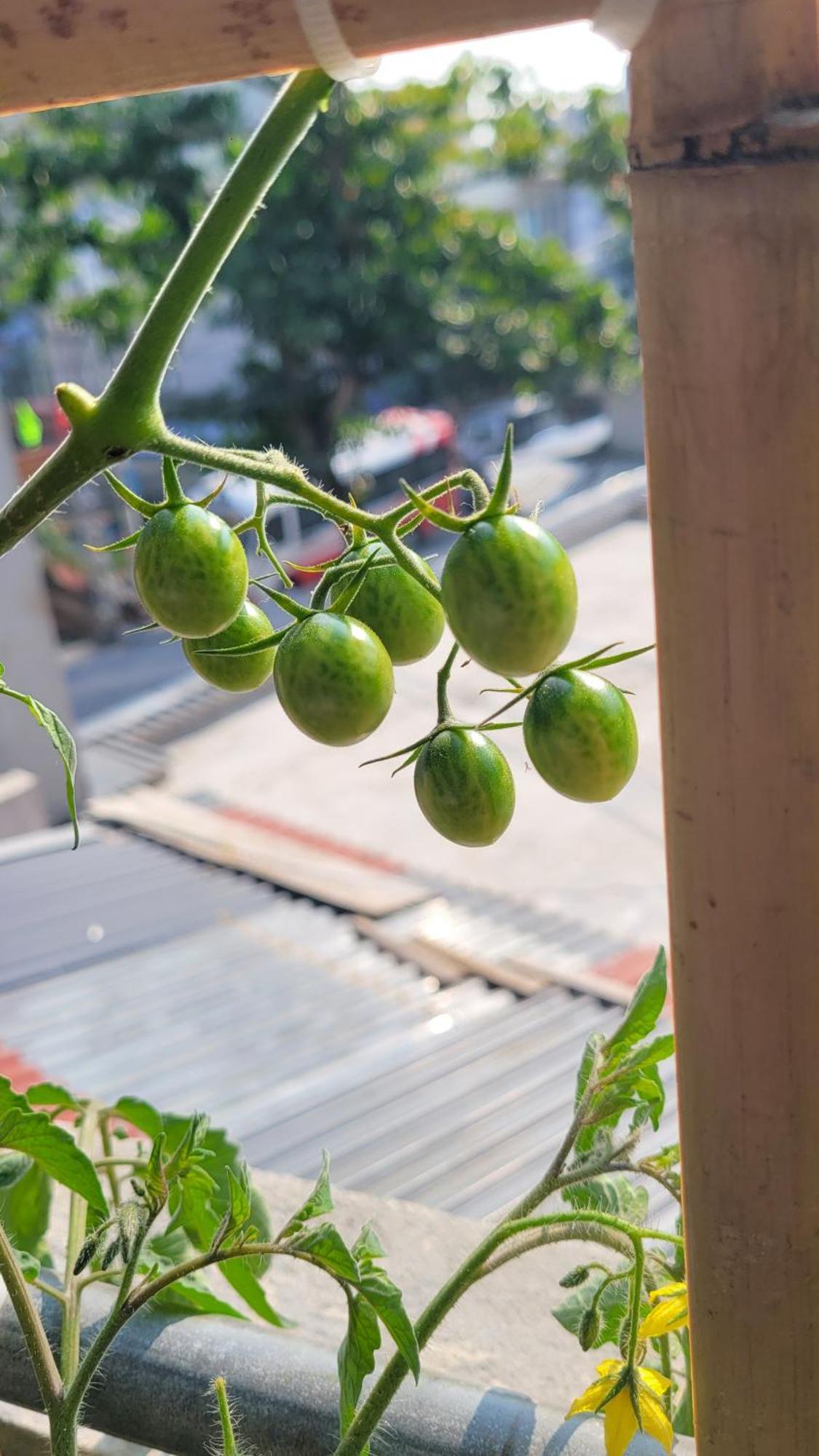 Tiny Garden House Cat Ba Hotel Chan Chau Exterior photo